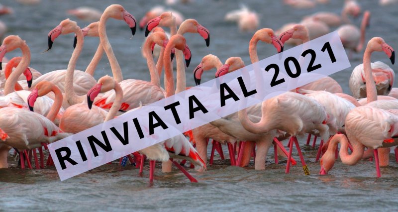 International Po Delta Birwatching Fair - Postponed to 2021