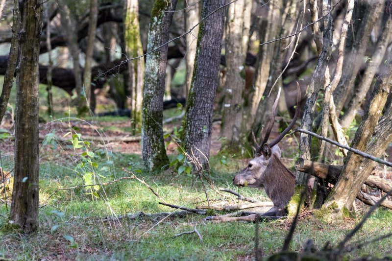 Il boscone, der große Wald