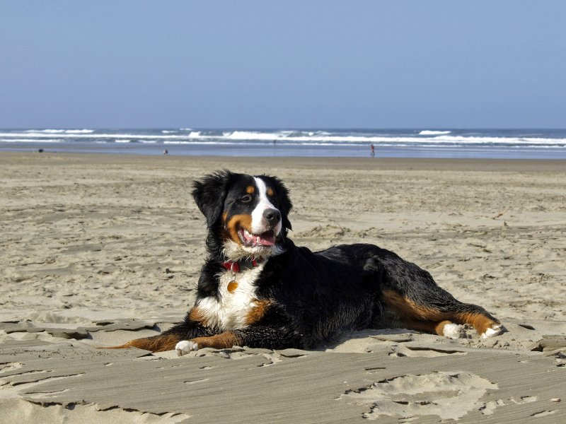 Ein Strand für Hunde