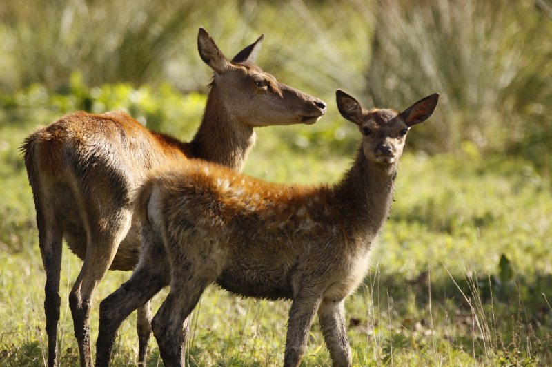 Die Fauna
