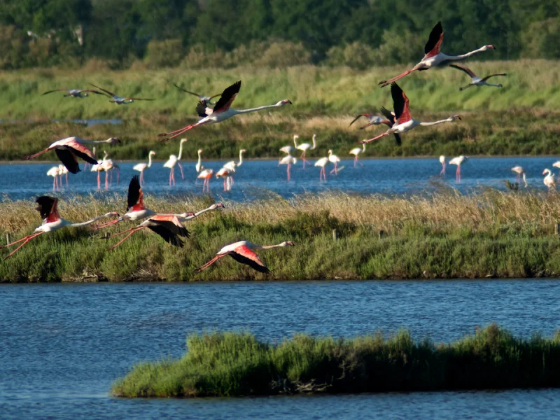 The pink flamingos