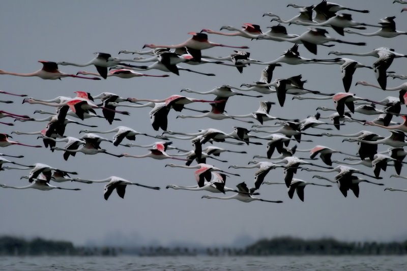 Die rosa Flamingos