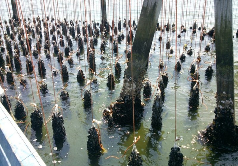 The collection of mussels at the shores of Comacchio