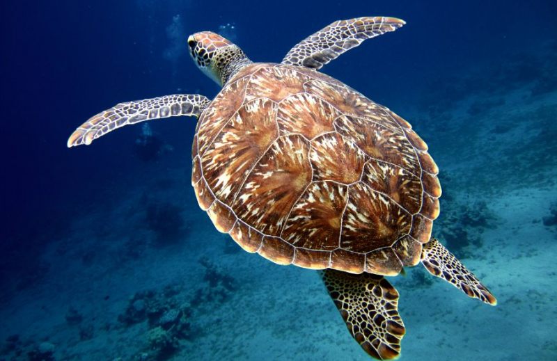 Rilascio di una tartaruga marina 
