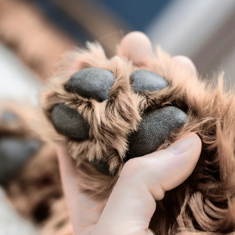 Service vétérinaire estival de garde nocturne et les jours fériés