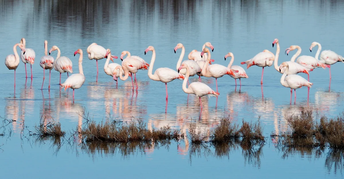 SLOW & NATURE | Luci, silenzi e vita nel cuore del Delta