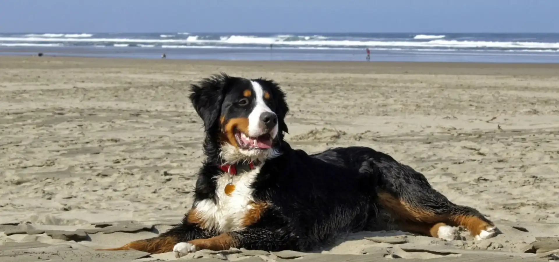 Plages accueillantes pour les animaux