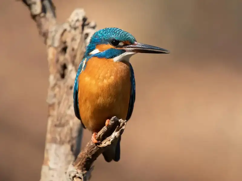 Birdwatching
