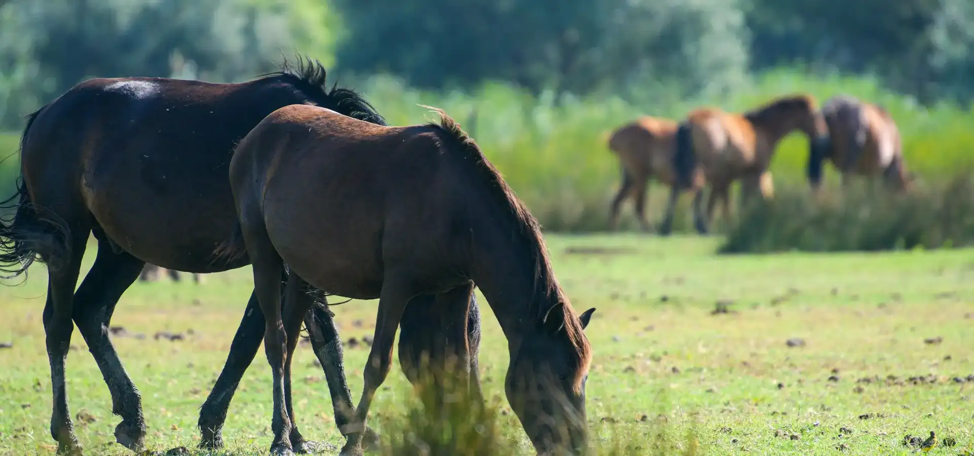 On horseback