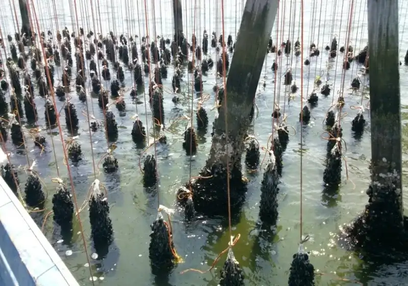 Die Muschelernte in den Lidos von Comacchio