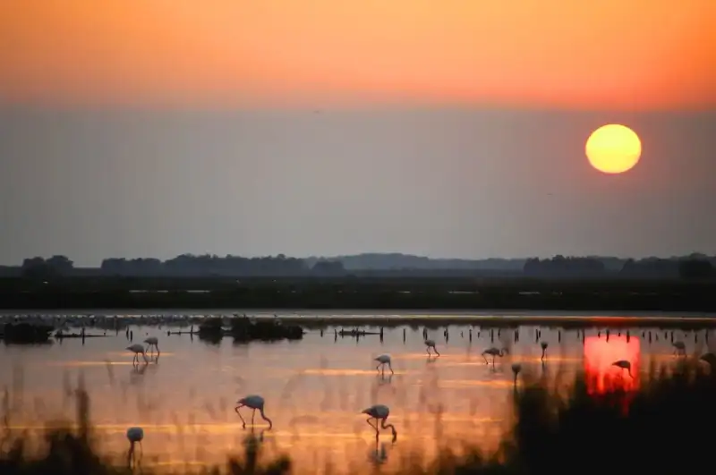 A Sunset Toast in the Comacchio Lagoon