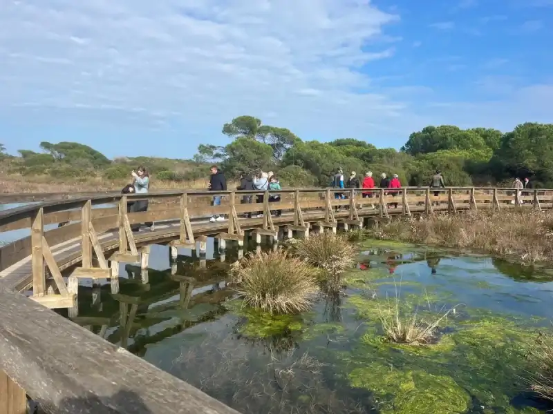 A Woodland Stroll by the Sea 
