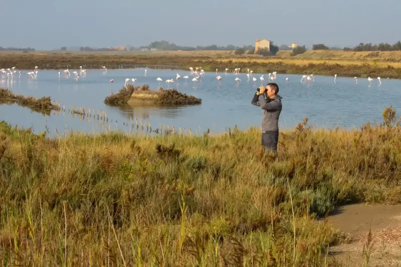 Birdwatching in the Comacchio's Saltworks