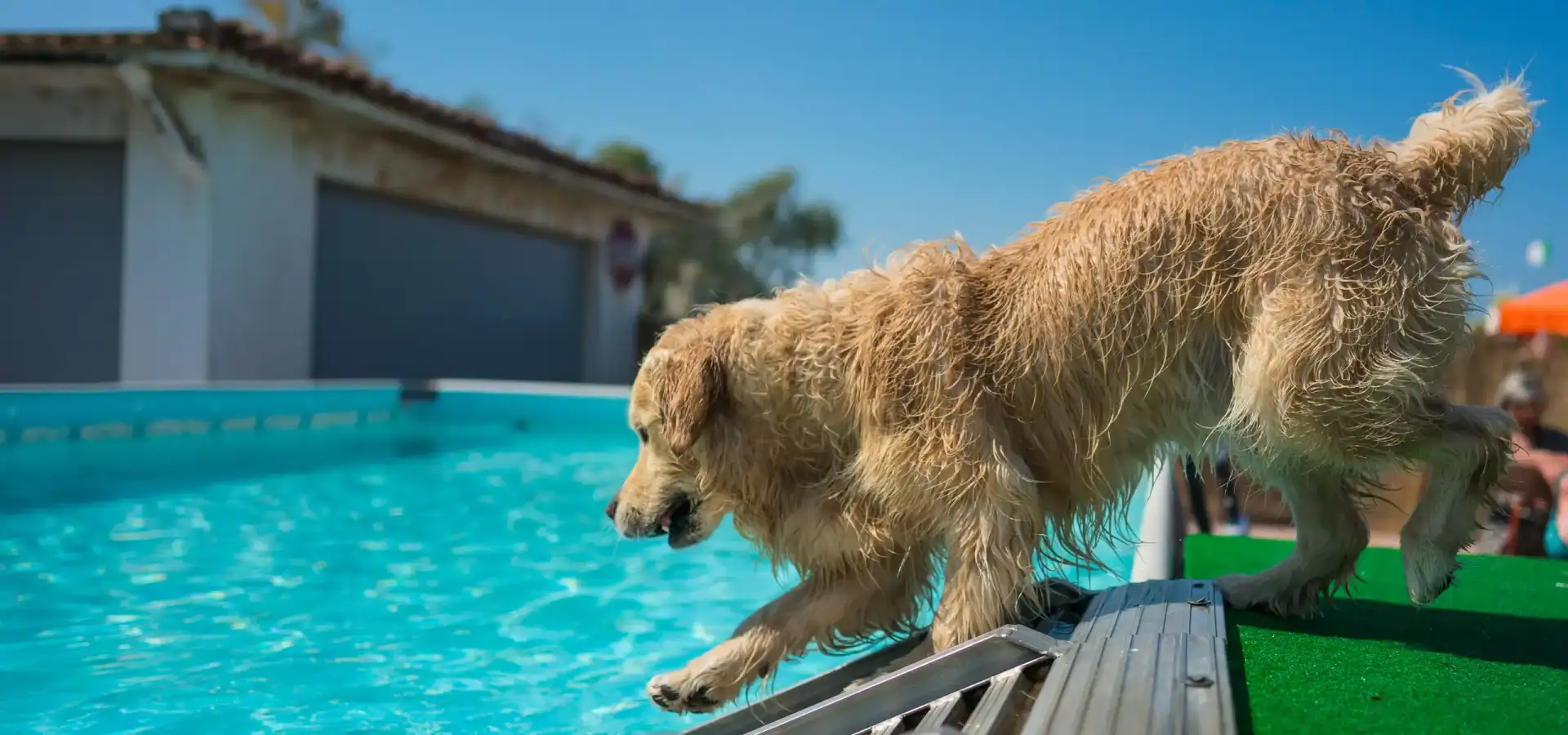 Dog-friendly Beach Resorts