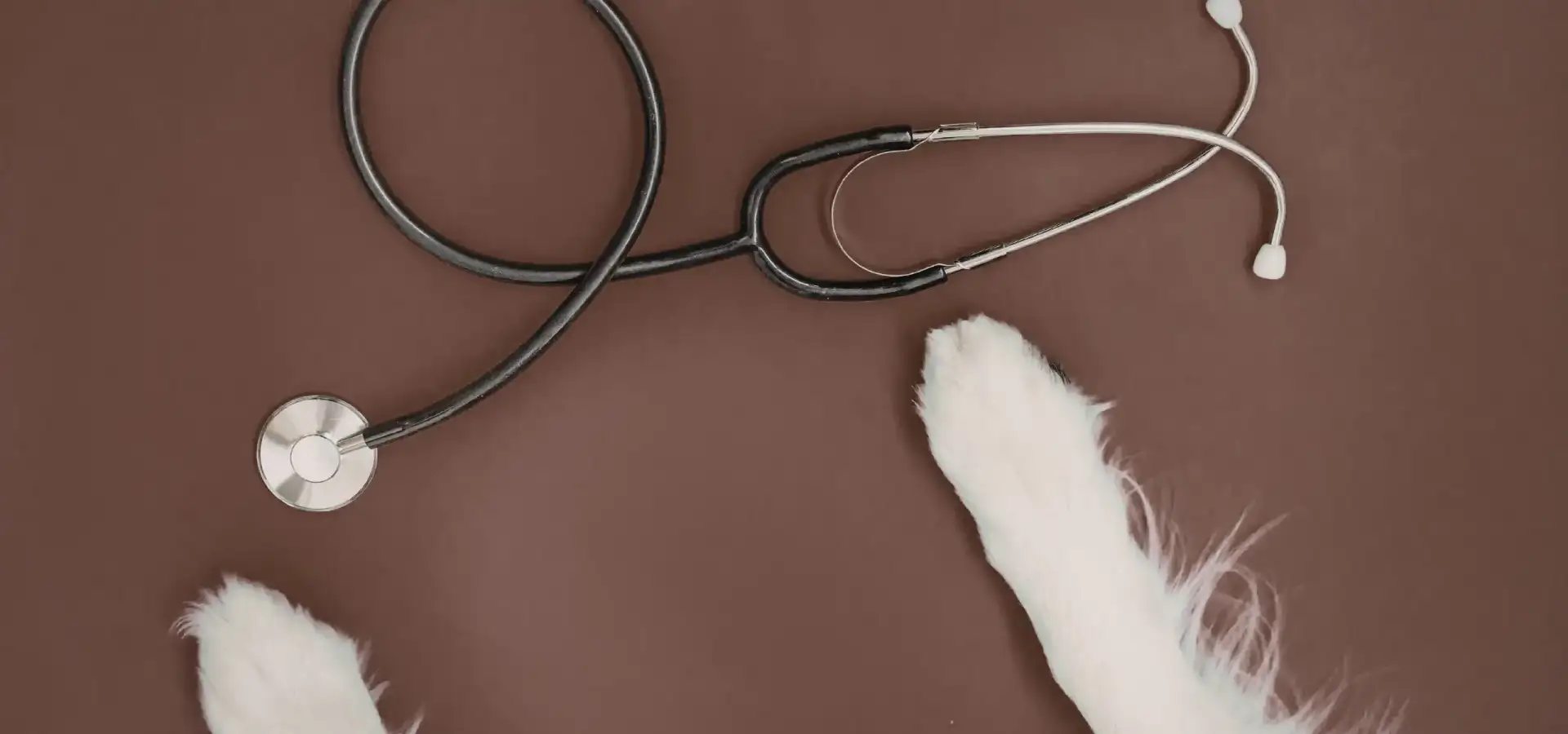 Guardia veterinaria estiva
