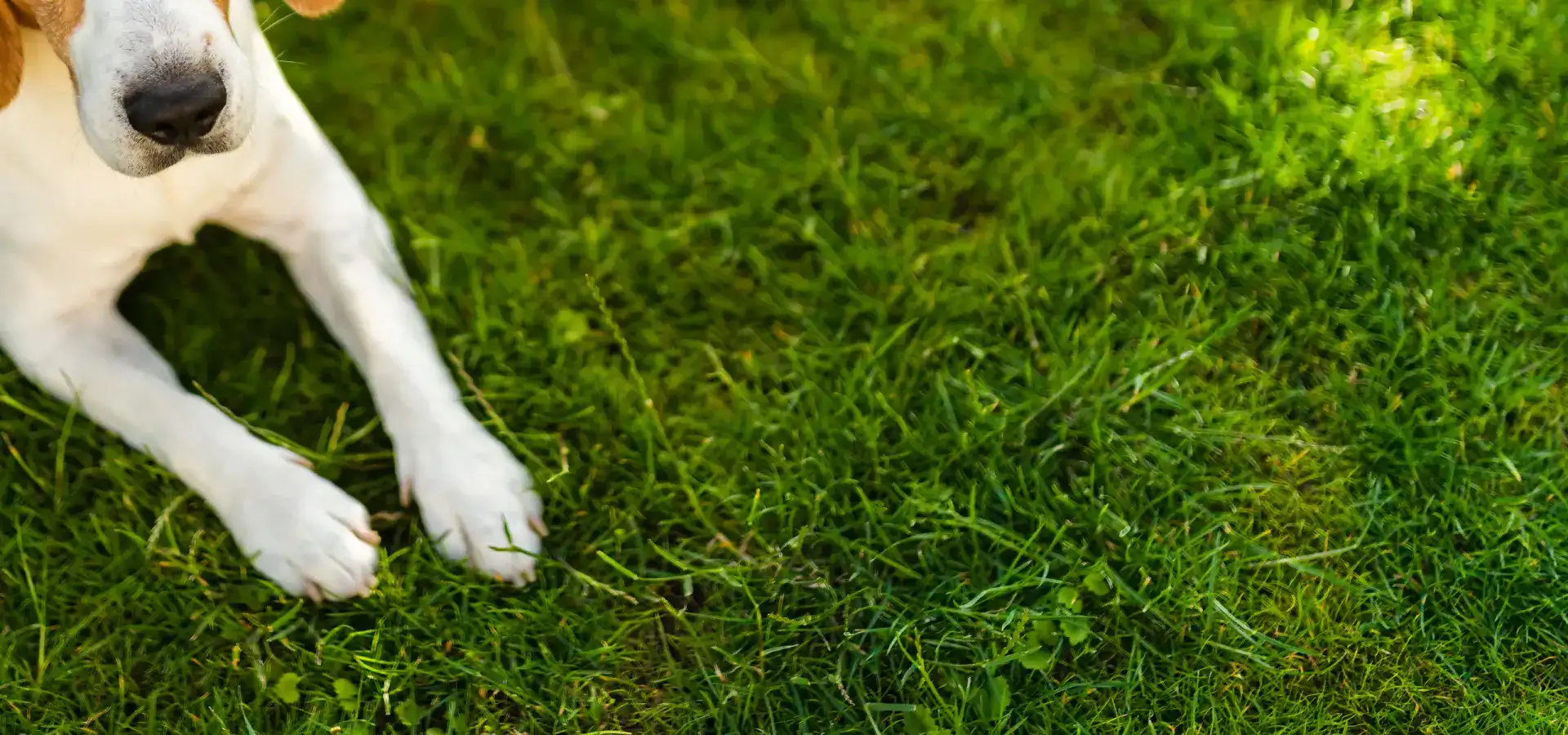 Dog Walking Areas in Comacchio